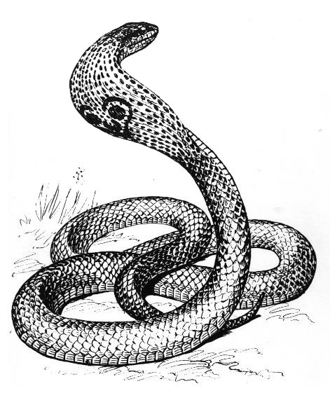着色页: 眼镜蛇 (动物) #3301 - 免费可打印着色页