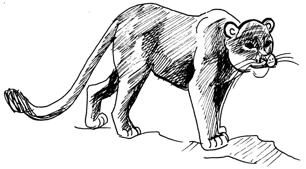 着色页: 美洲狮 (动物) #4385 - 免费可打印着色页