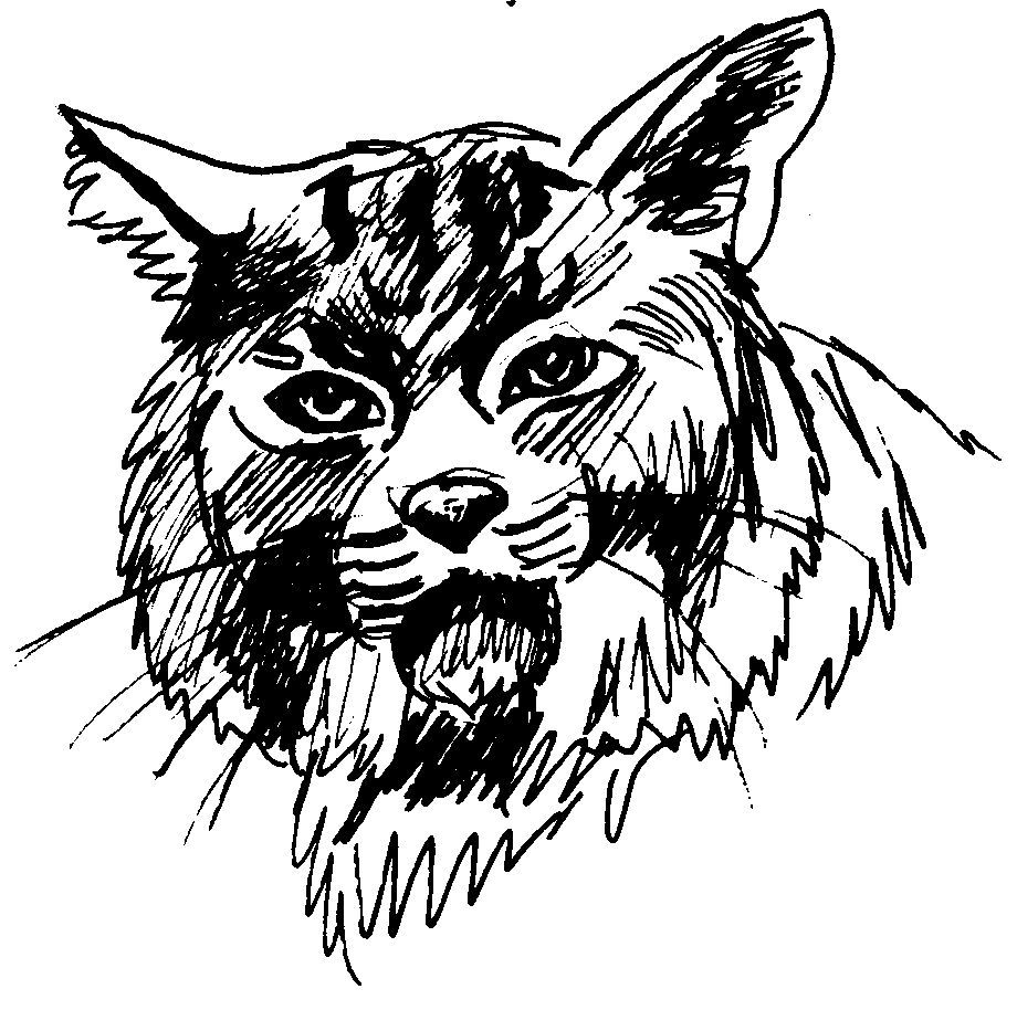 着色页: 美洲狮 (动物) #4398 - 免费可打印着色页
