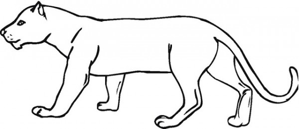 着色页: 美洲狮 (动物) #4404 - 免费可打印着色页