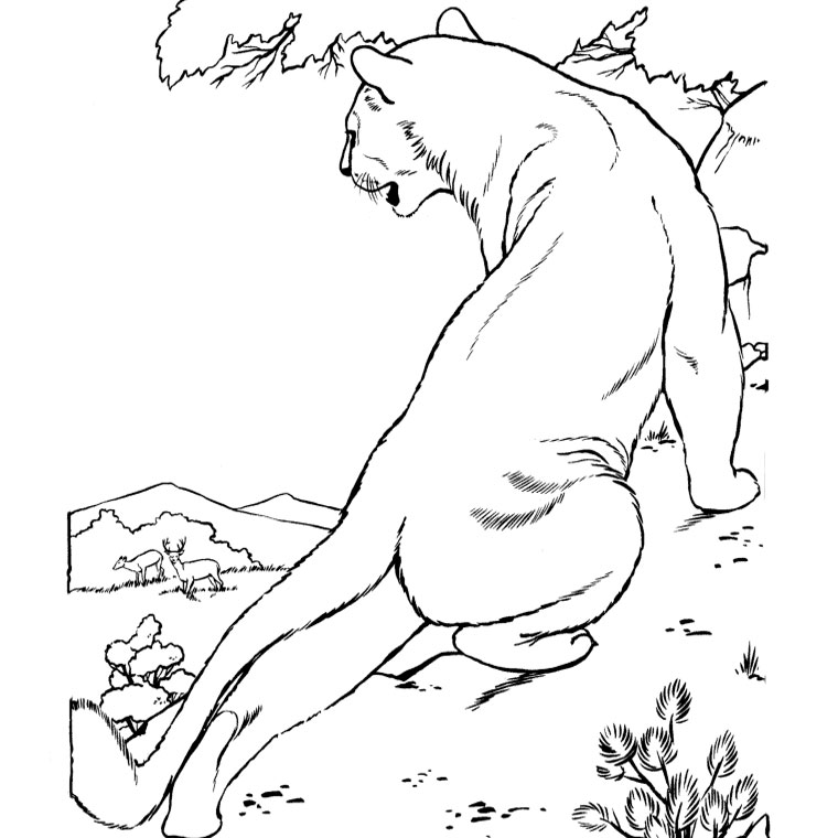 着色页: 美洲狮 (动物) #4412 - 免费可打印着色页