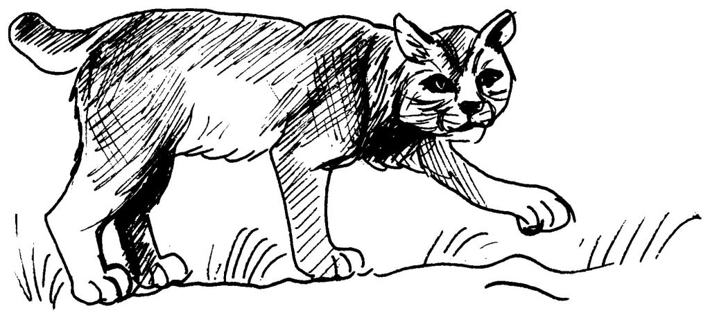 着色页: 美洲狮 (动物) #4421 - 免费可打印着色页
