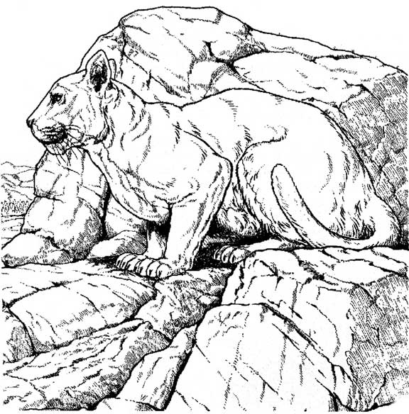 着色页: 美洲狮 (动物) #4470 - 免费可打印着色页