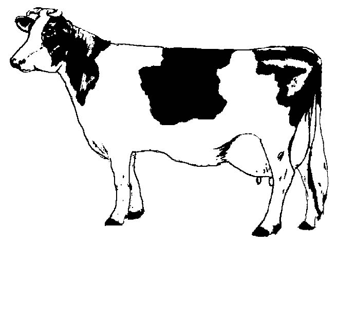 着色页: 奶牛 (动物) #13196 - 免费可打印着色页