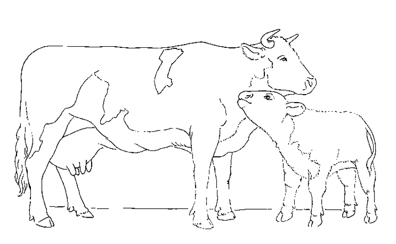 着色页: 奶牛 (动物) #13298 - 免费可打印着色页