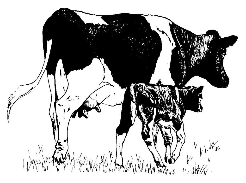 着色页: 奶牛 (动物) #13345 - 免费可打印着色页