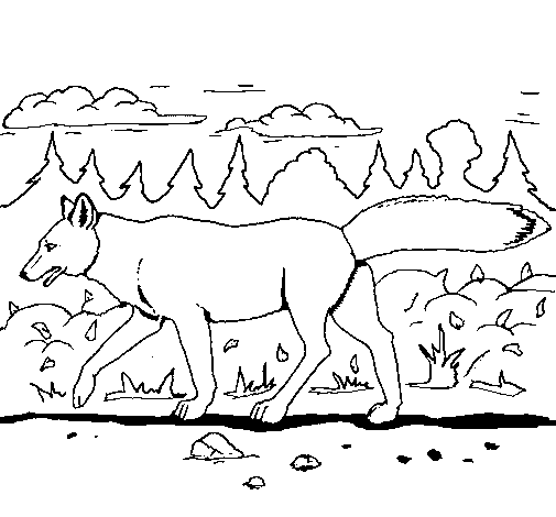 着色页: 郊狼 (动物) #4483 - 免费可打印着色页