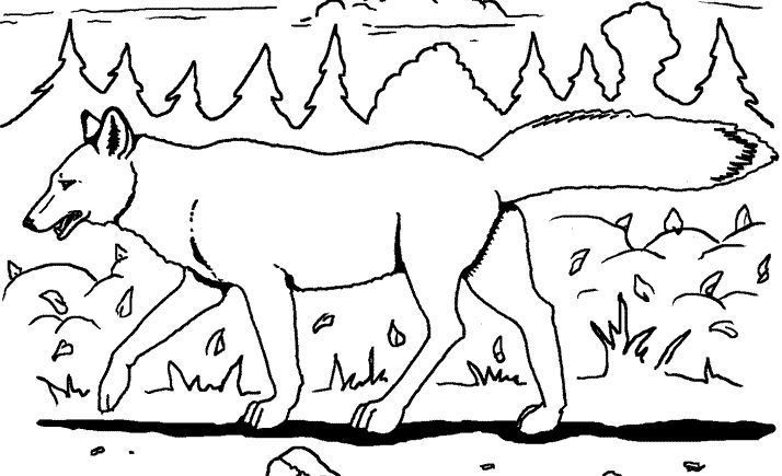 着色页: 郊狼 (动物) #4498 - 免费可打印着色页