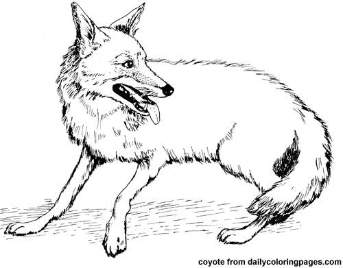 着色页: 郊狼 (动物) #4526 - 免费可打印着色页