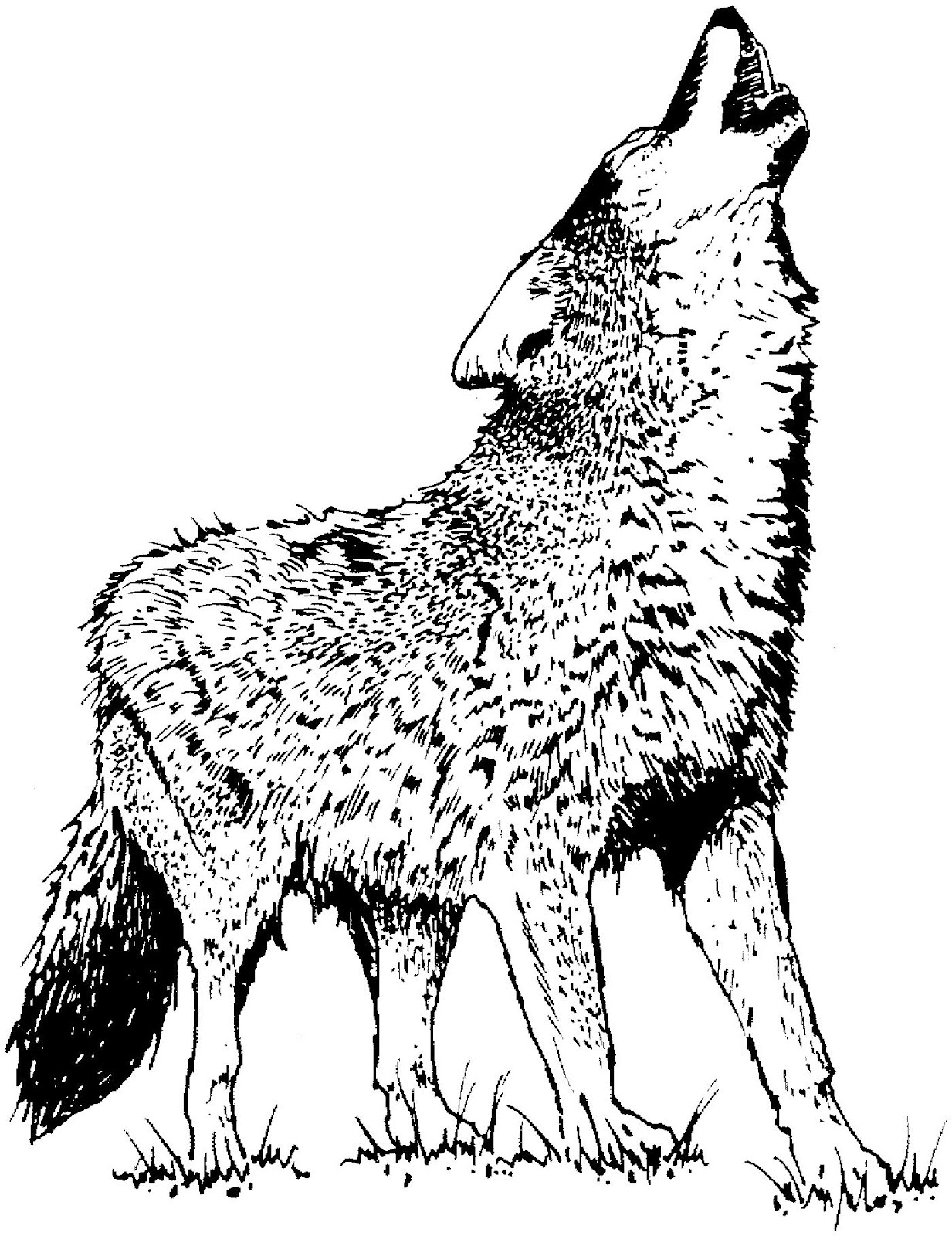 着色页: 郊狼 (动物) #4542 - 免费可打印着色页