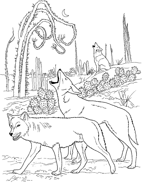 着色页: 郊狼 (动物) #4550 - 免费可打印着色页