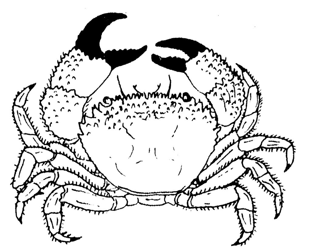 着色页: 螃蟹 (动物) #4601 - 免费可打印着色页