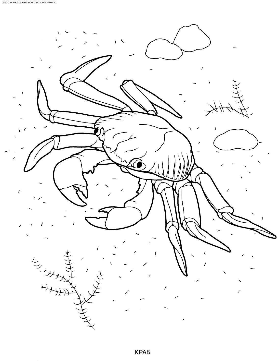 着色页: 螃蟹 (动物) #4659 - 免费可打印着色页