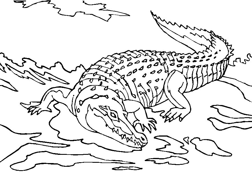 着色页: 鳄鱼 (动物) #4833 - 免费可打印着色页