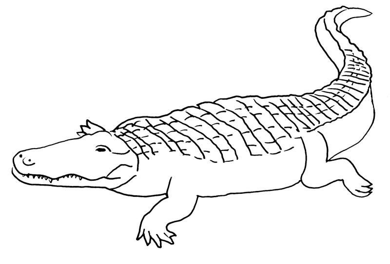 着色页: 鳄鱼 (动物) #4950 - 免费可打印着色页