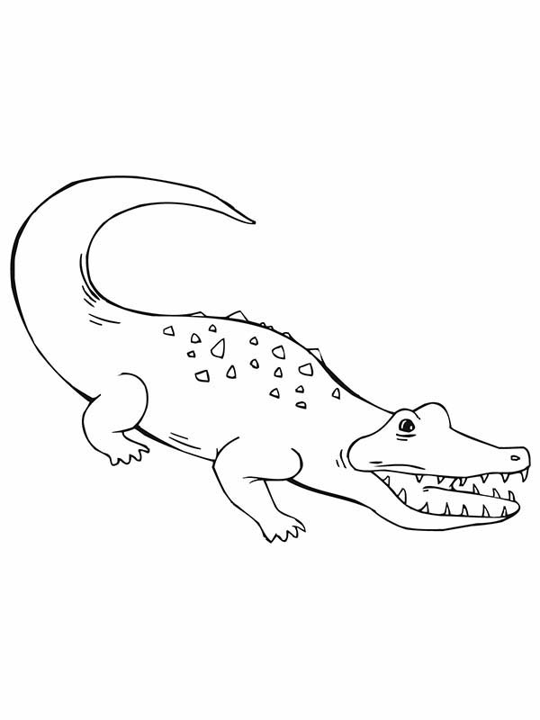着色页: 鳄鱼 (动物) #4961 - 免费可打印着色页