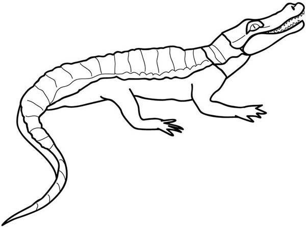 着色页: 鳄鱼 (动物) #4972 - 免费可打印着色页