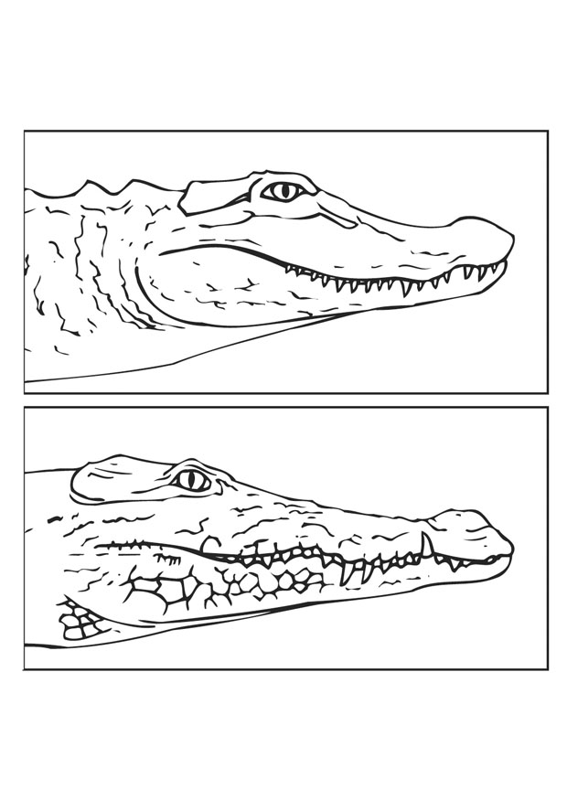 着色页: 鳄鱼 (动物) #4978 - 免费可打印着色页