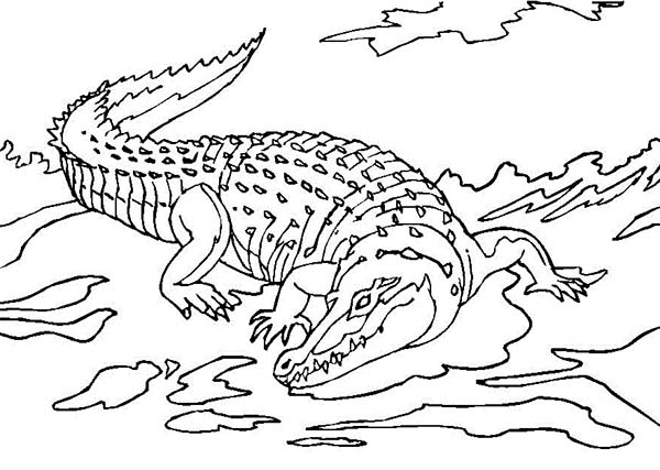 着色页: 鳄鱼 (动物) #4984 - 免费可打印着色页