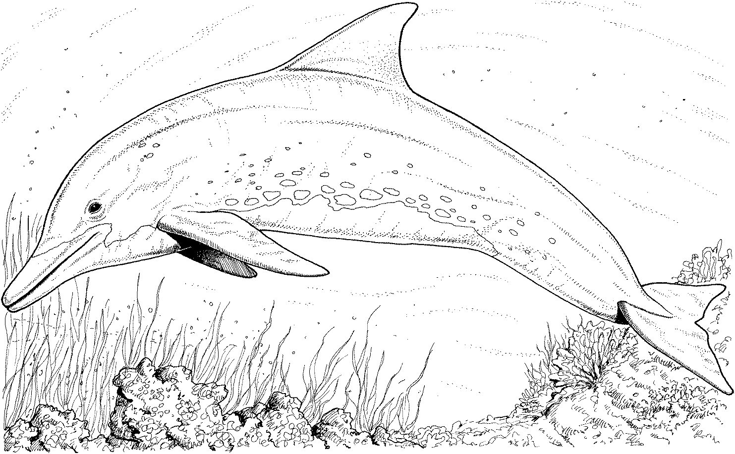 着色页: 海豚 (动物) #5092 - 免费可打印着色页
