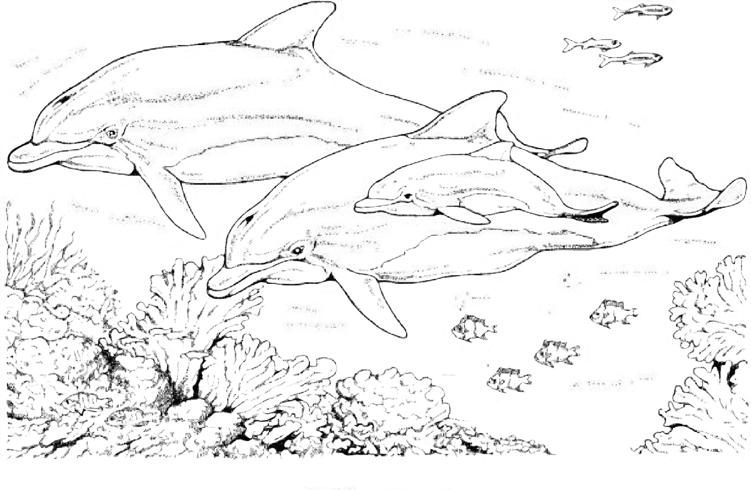 着色页: 海豚 (动物) #5107 - 免费可打印着色页