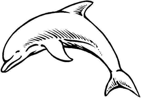 着色页: 海豚 (动物) #5120 - 免费可打印着色页