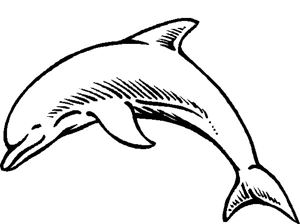 着色页: 海豚 (动物) #5165 - 免费可打印着色页