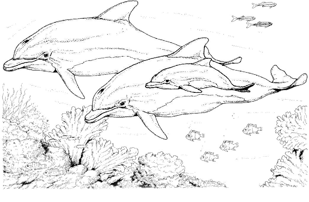 着色页: 海豚 (动物) #5168 - 免费可打印着色页