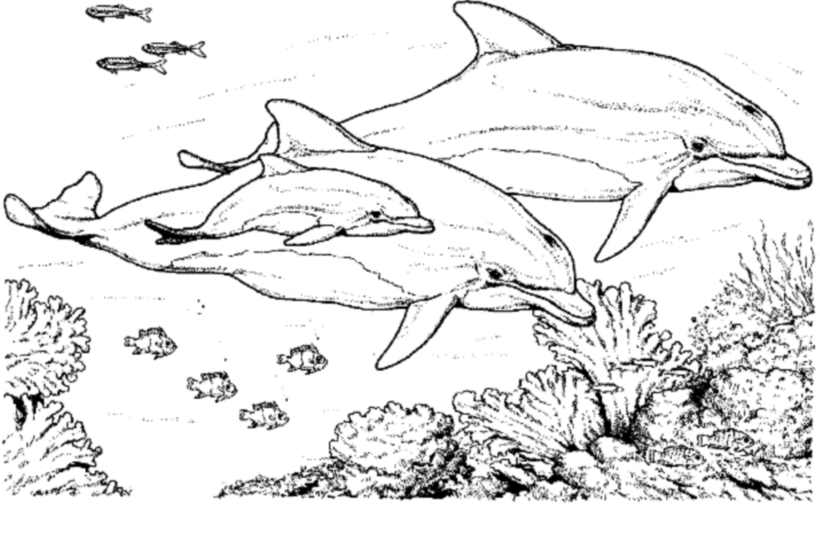 着色页: 海豚 (动物) #5195 - 免费可打印着色页