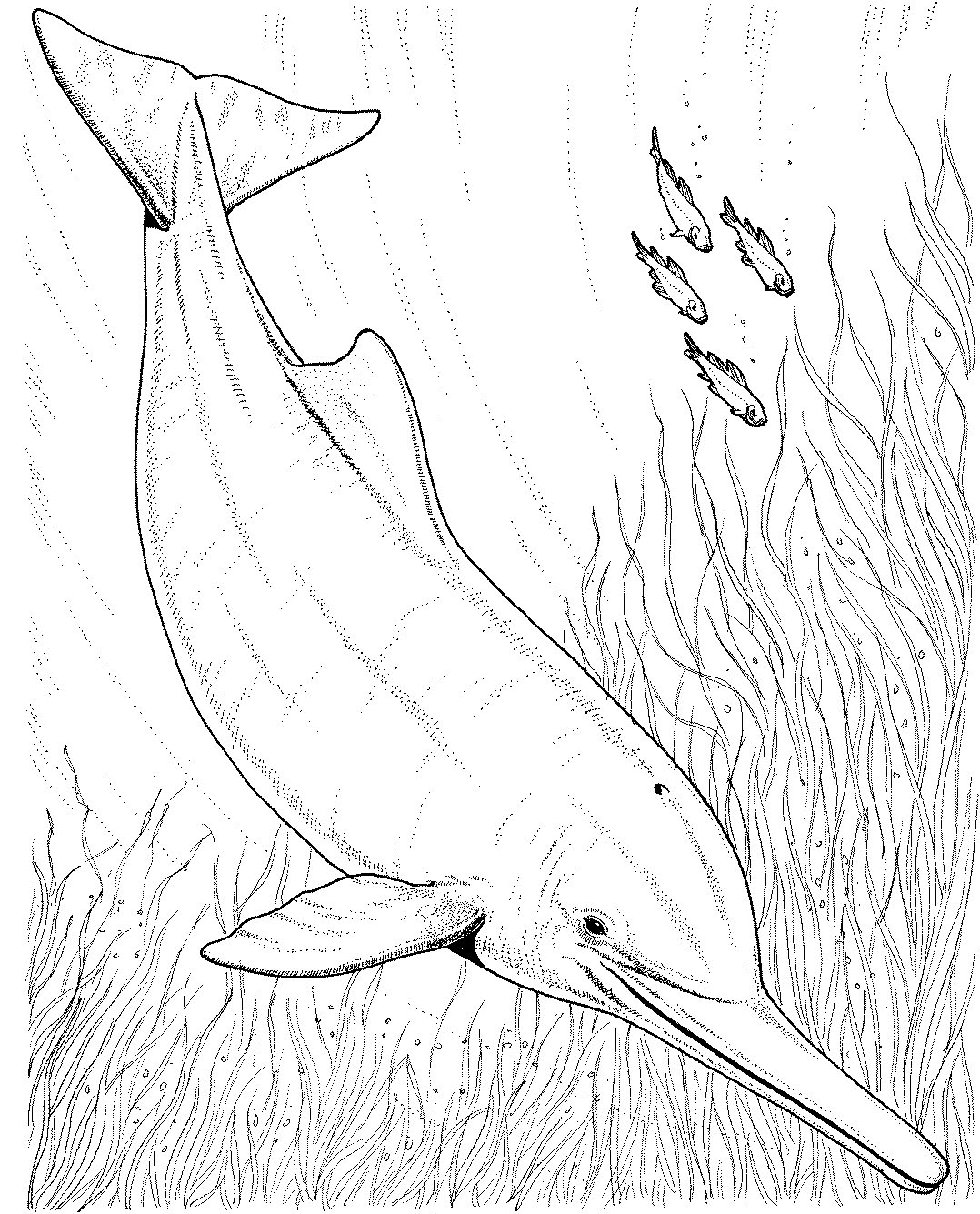 着色页: 海豚 (动物) #5231 - 免费可打印着色页