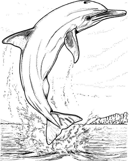 着色页: 海豚 (动物) #5247 - 免费可打印着色页