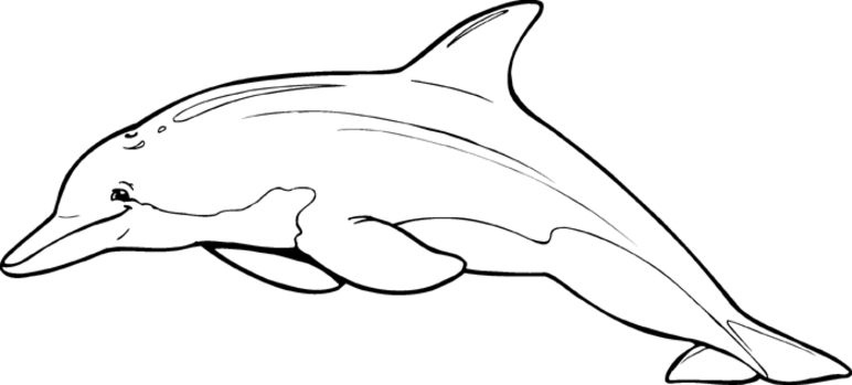 着色页: 海豚 (动物) #5253 - 免费可打印着色页