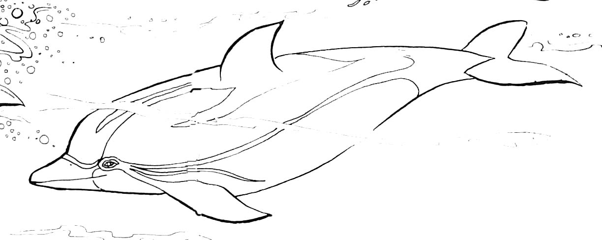 着色页: 海豚 (动物) #5263 - 免费可打印着色页