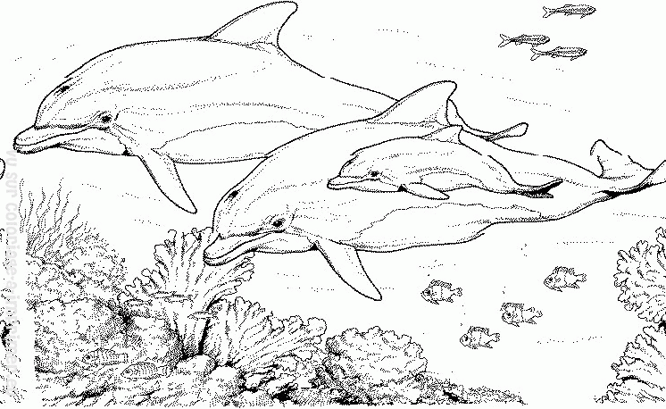 着色页: 海豚 (动物) #5284 - 免费可打印着色页
