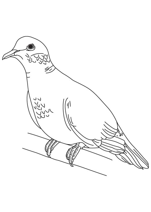 着色页: 鸽子 (动物) #3903 - 免费可打印着色页