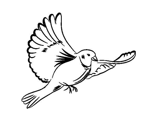 着色页: 鸽子 (动物) #3971 - 免费可打印着色页