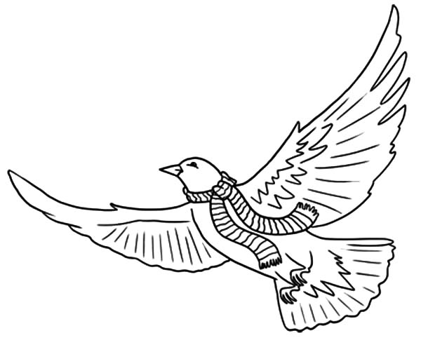 着色页: 鸽子 (动物) #4010 - 免费可打印着色页