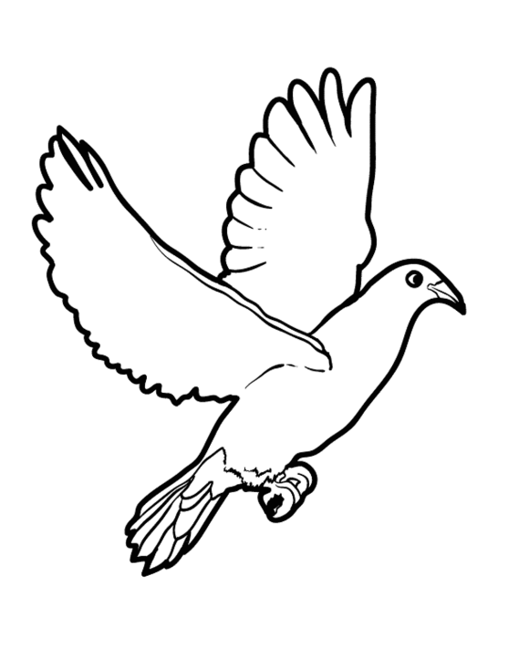 着色页: 鸽子 (动物) #4011 - 免费可打印着色页