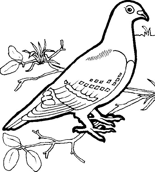 着色页: 鸽子 (动物) #4020 - 免费可打印着色页