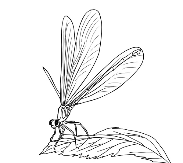 着色页: 蜻蜓 (动物) #10000 - 免费可打印着色页