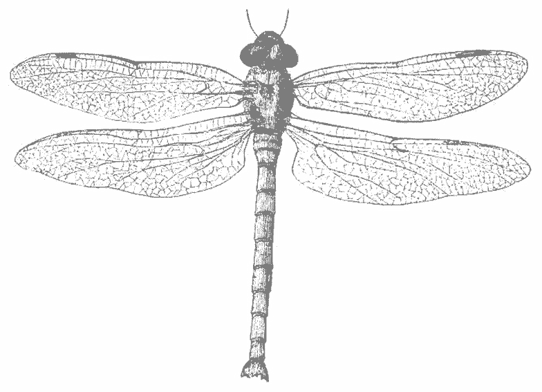 着色页: 蜻蜓 (动物) #10019 - 免费可打印着色页