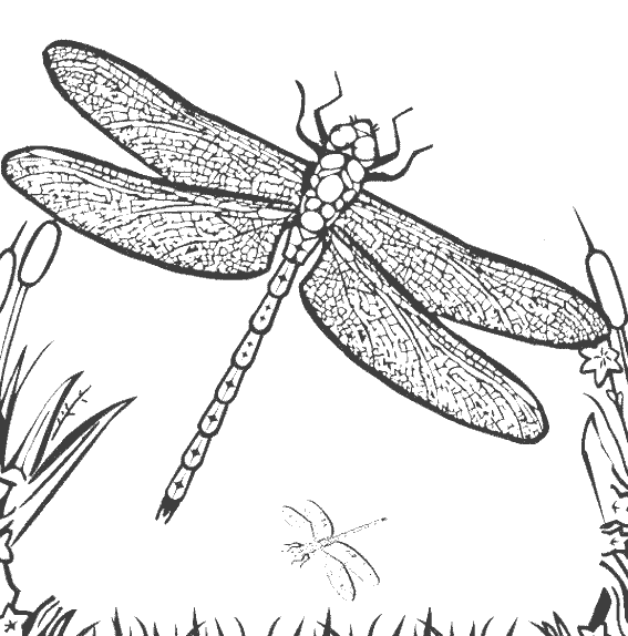 着色页: 蜻蜓 (动物) #9879 - 免费可打印着色页