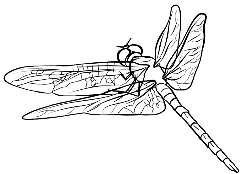 着色页: 蜻蜓 (动物) #9908 - 免费可打印着色页