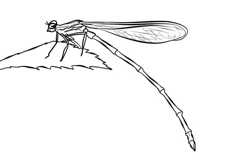 着色页: 蜻蜓 (动物) #9914 - 免费可打印着色页