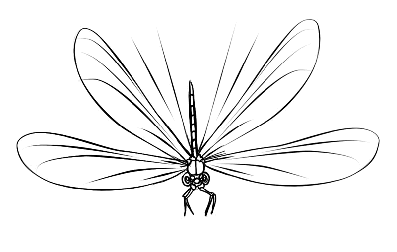 着色页: 蜻蜓 (动物) #9931 - 免费可打印着色页