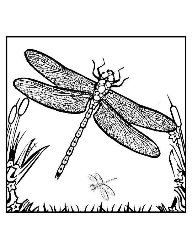着色页: 蜻蜓 (动物) #9936 - 免费可打印着色页