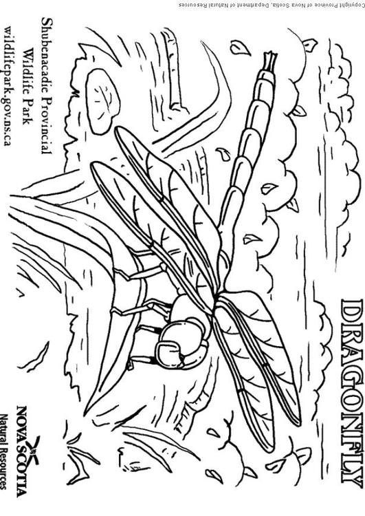 着色页: 蜻蜓 (动物) #9948 - 免费可打印着色页