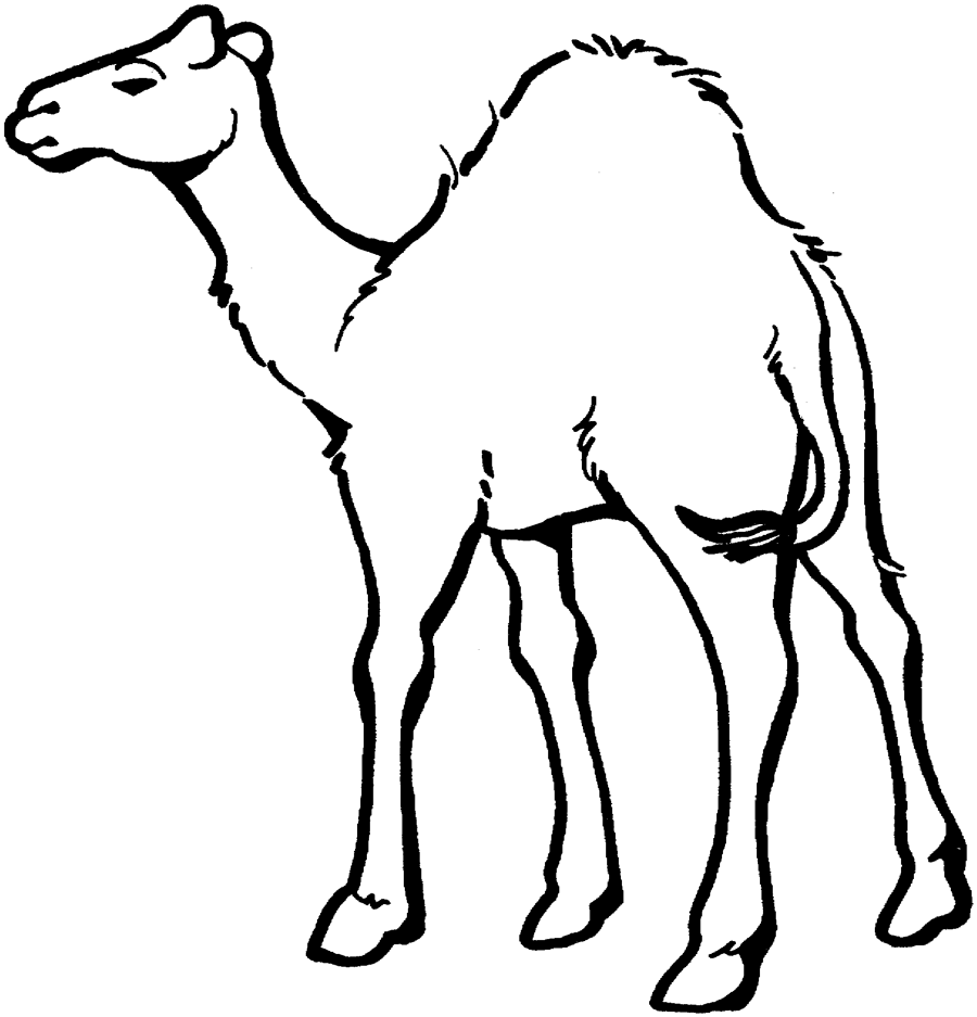 着色页: 单峰骆驼 (动物) #5898 - 免费可打印着色页