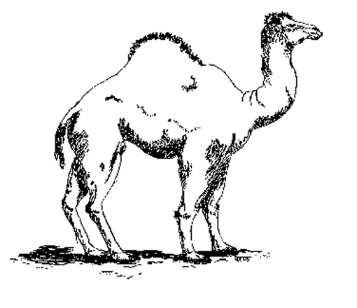 着色页: 单峰骆驼 (动物) #5903 - 免费可打印着色页