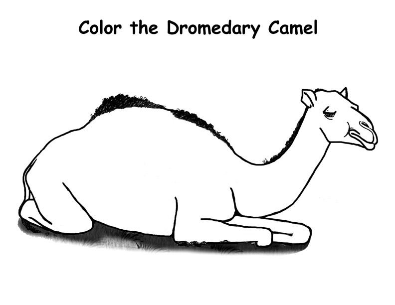 着色页: 单峰骆驼 (动物) #5921 - 免费可打印着色页
